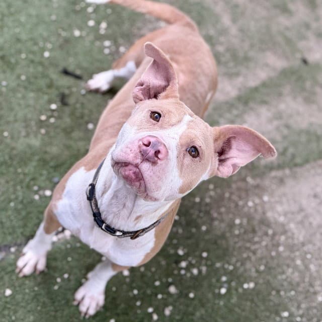 Baby Girl - American Bulldog