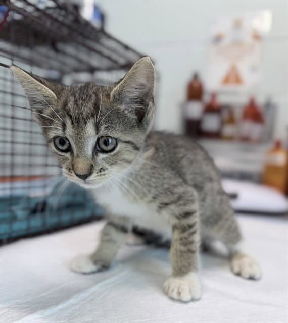 Pip - Domestic Short Hair