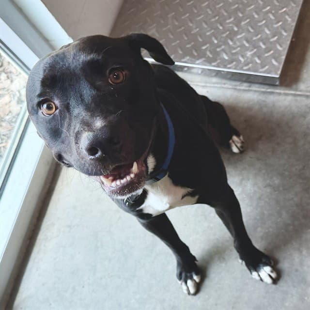Murphy - Labrador Retriever