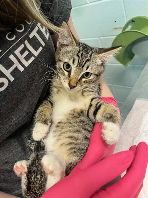 Billy Madison - Domestic Short Hair