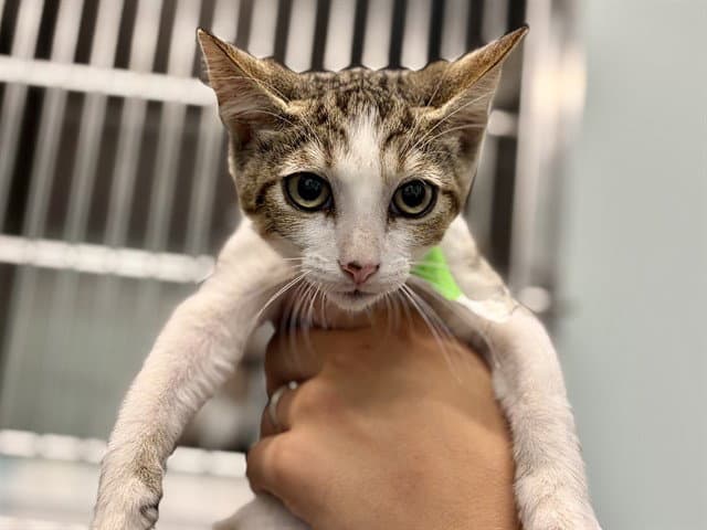 Cooper - Domestic Short Hair