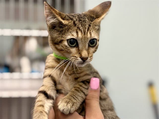 Bentley - Domestic Short Hair