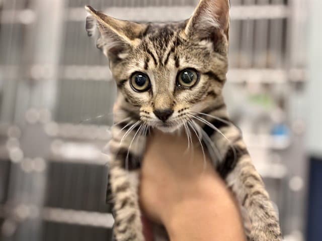 Spindle - Domestic Short Hair