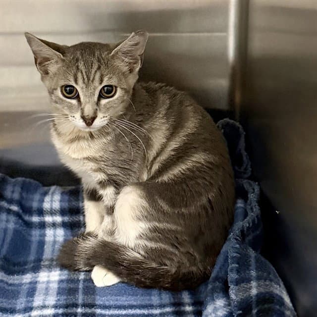 Matilda - Domestic Short Hair