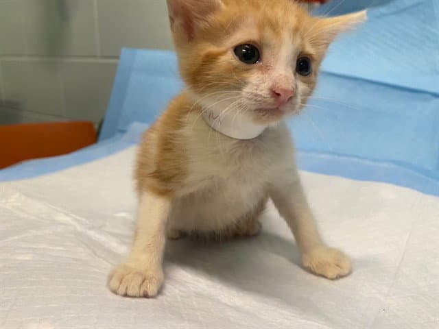 Unknown - Domestic Short Hair
