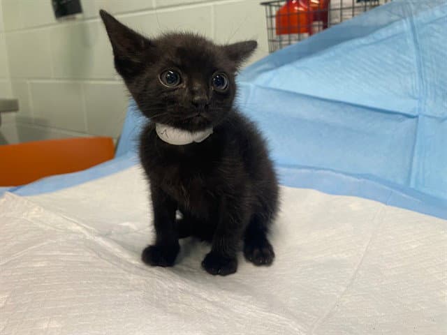 Unknown - Domestic Short Hair