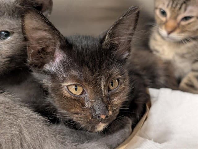 Unknown - Domestic Short Hair