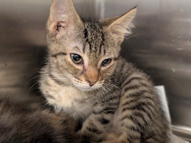 Unknown - Domestic Short Hair