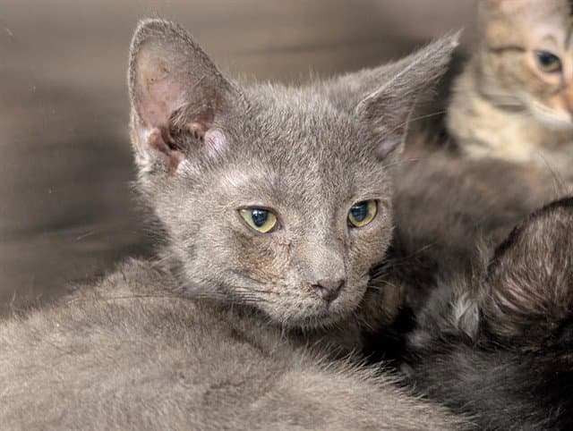 Unknown - Domestic Short Hair