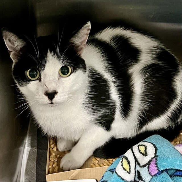 Walter - Domestic Short Hair