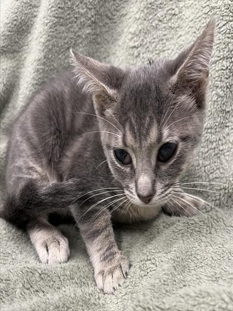 Sam - Domestic Short Hair
