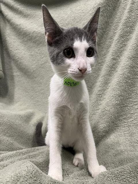 Stormy - Domestic Short Hair