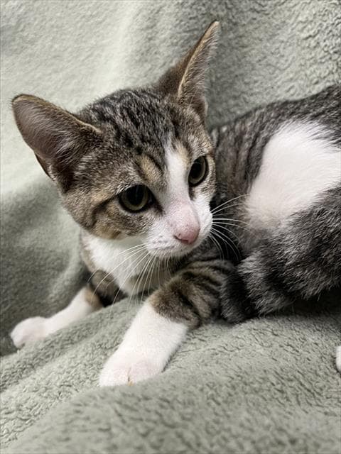 Tiger - Domestic Short Hair