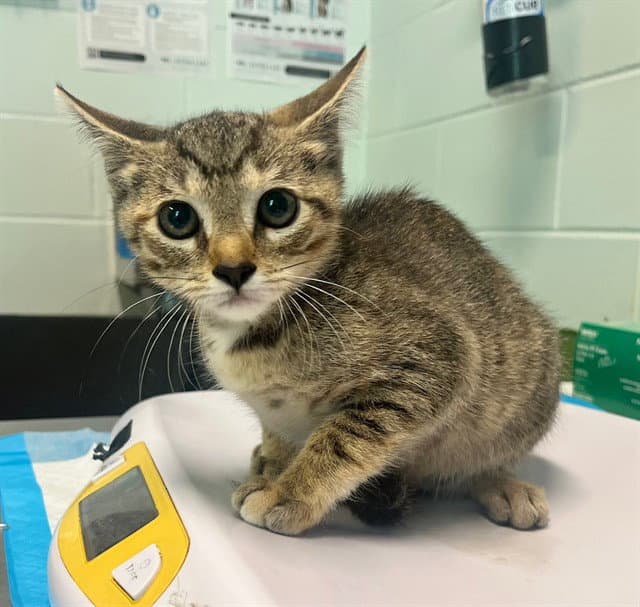 Kitty - Domestic Short Hair