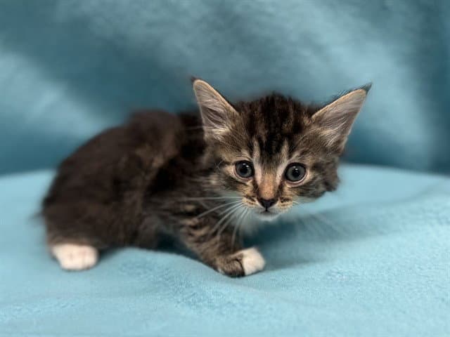 Unknown - Domestic Short Hair