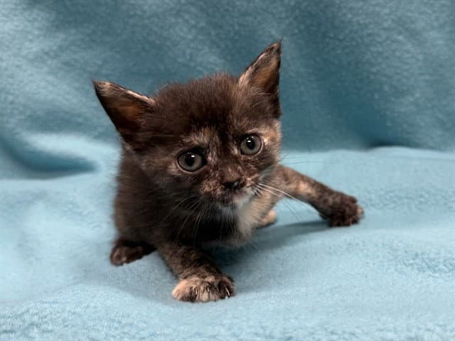 Unknown - Domestic Short Hair