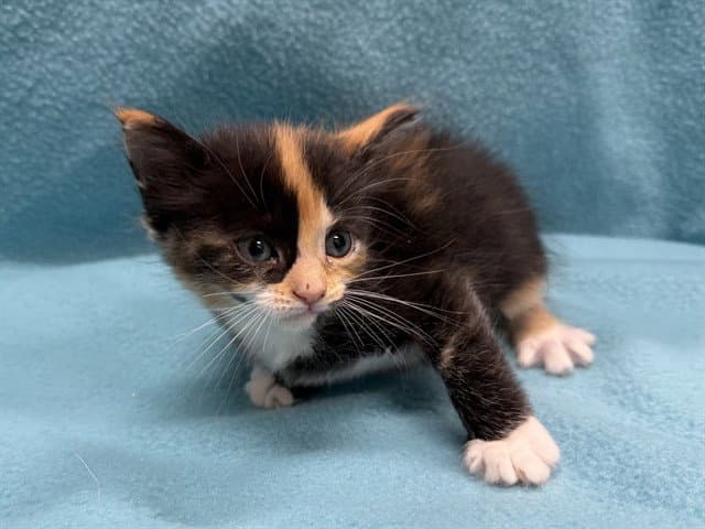Unknown - Domestic Short Hair