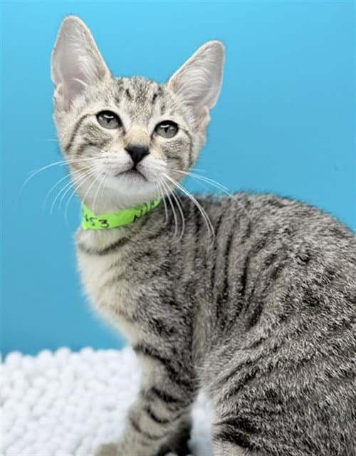 Gold Rush - Domestic Short Hair