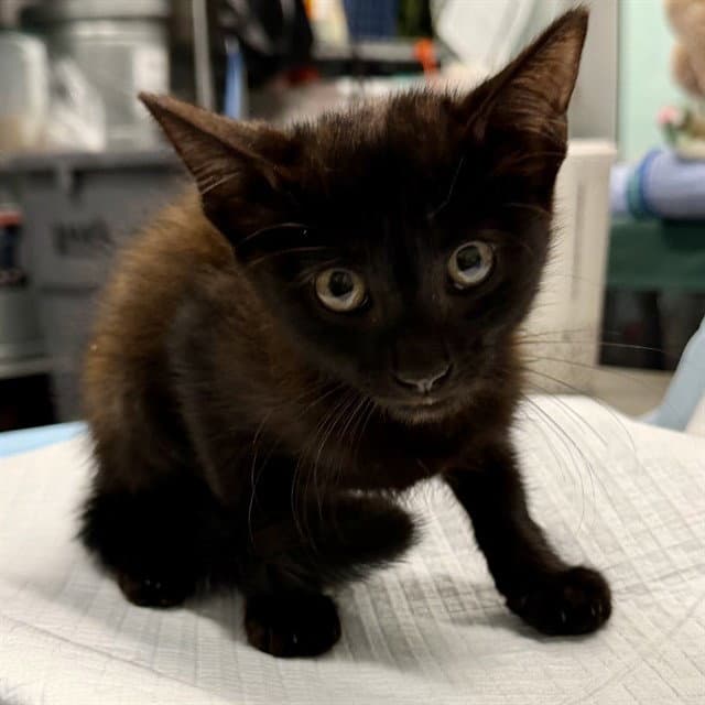 Pe - Domestic Short Hair