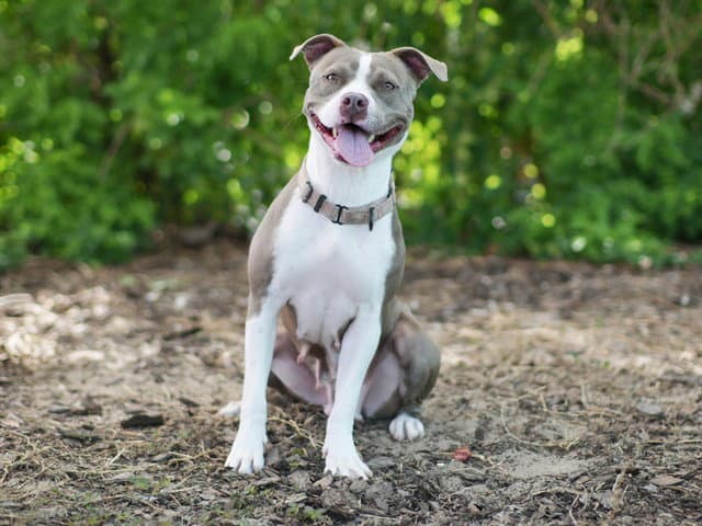 Sunny - Staffordshire Bull Terrier