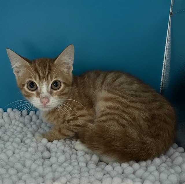 File Folder - Domestic Short Hair