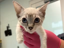 Kitten image 1