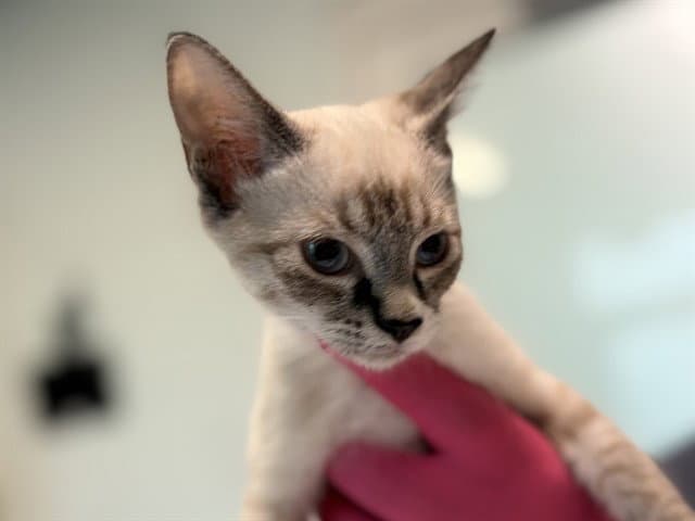 Kitten - Domestic Short Hair