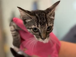 Kitten image 1