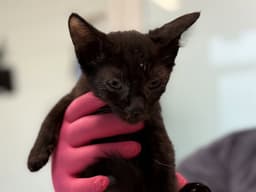 Kitten image 1