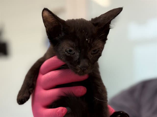 Kitten - Domestic Short Hair