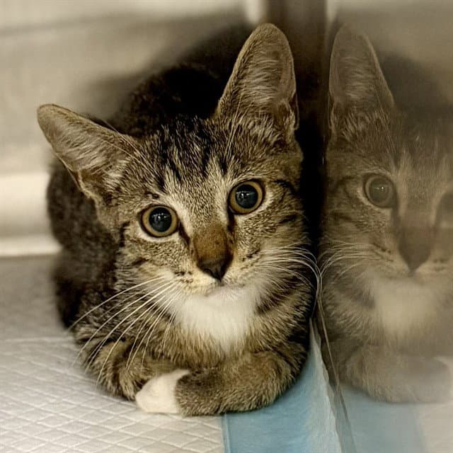 Detention - Domestic Short Hair