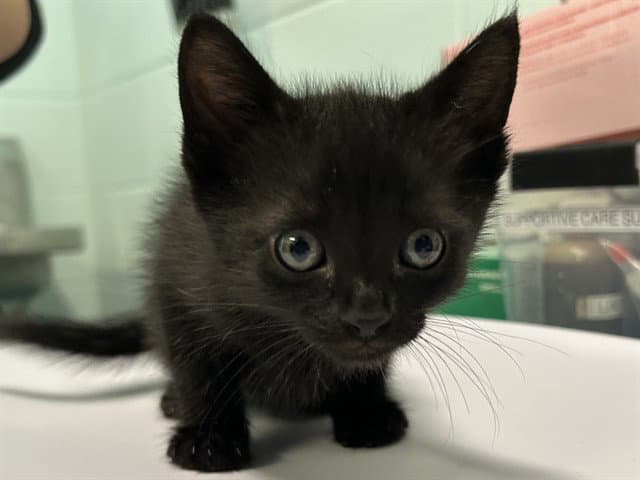Journal - Domestic Short Hair