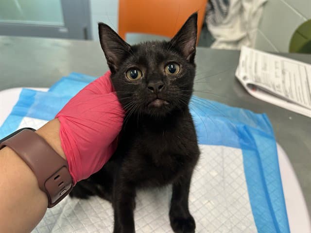 Hela - Domestic Short Hair