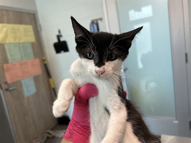 Unknown - Domestic Short Hair