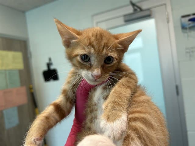 Unknown - Domestic Short Hair