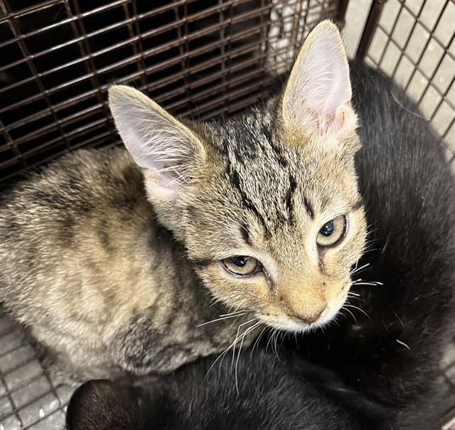 Little Baby - Domestic Short Hair