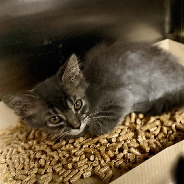 Timidtail - Domestic Short Hair