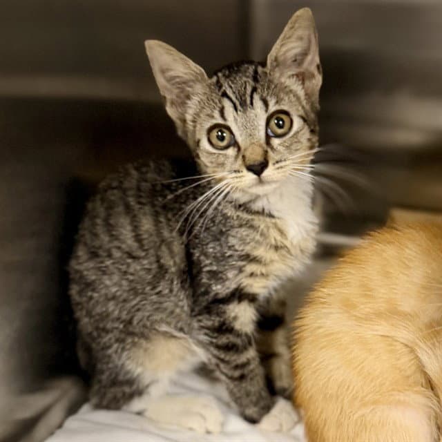 Sockswift - Domestic Short Hair
