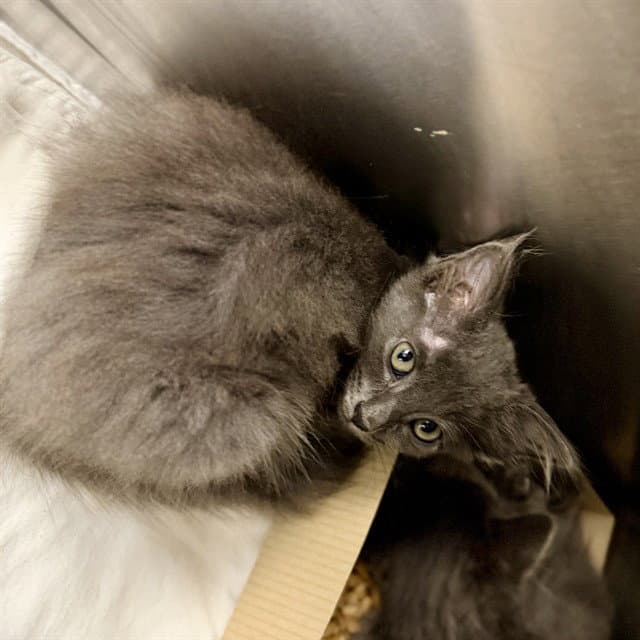 Grayfeathers - Domestic Short Hair