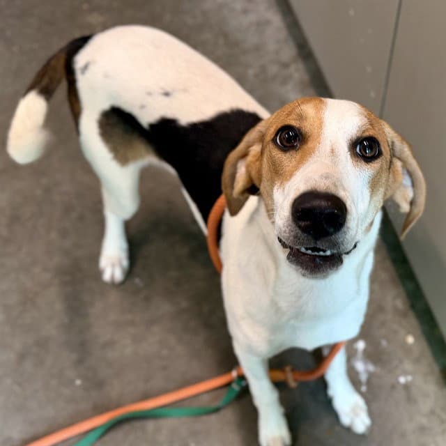 Bayside - Beagle