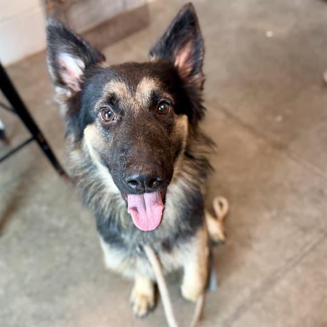 Feeny - German Shepherd Dog