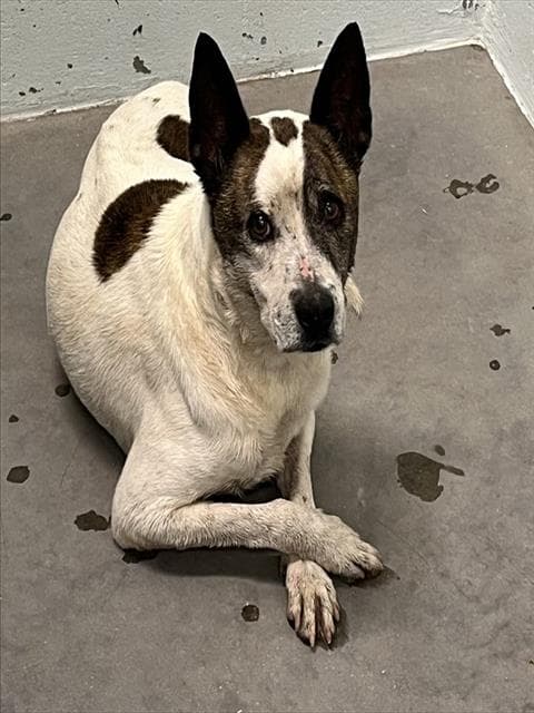 Maria - Carolina Dog