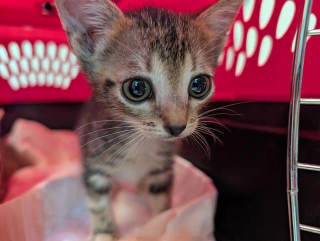 Cupcake - Domestic Short Hair