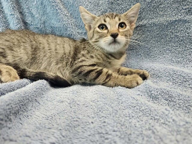 Smarty Paws - Domestic Short Hair