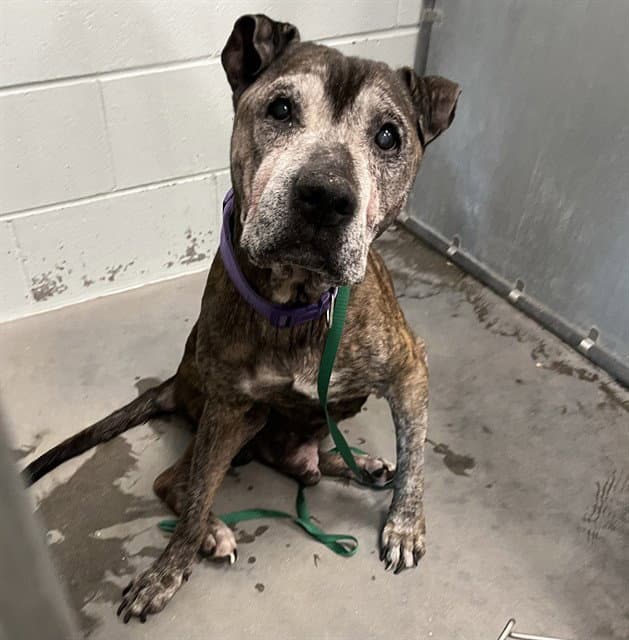 Arnold - Plott Hound