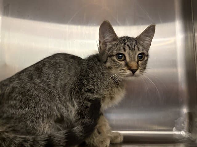 Rose - Domestic Short Hair
