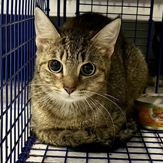 Teacher - Domestic Short Hair