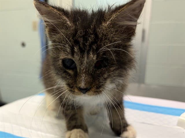 Minkus - Domestic Medium Hair