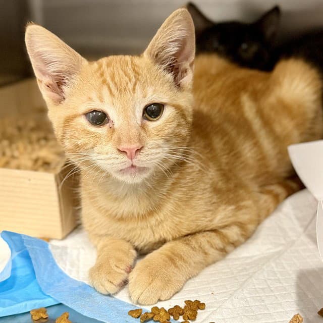 Abe - Domestic Short Hair