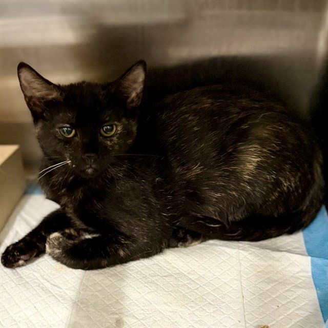 Ember - Domestic Short Hair